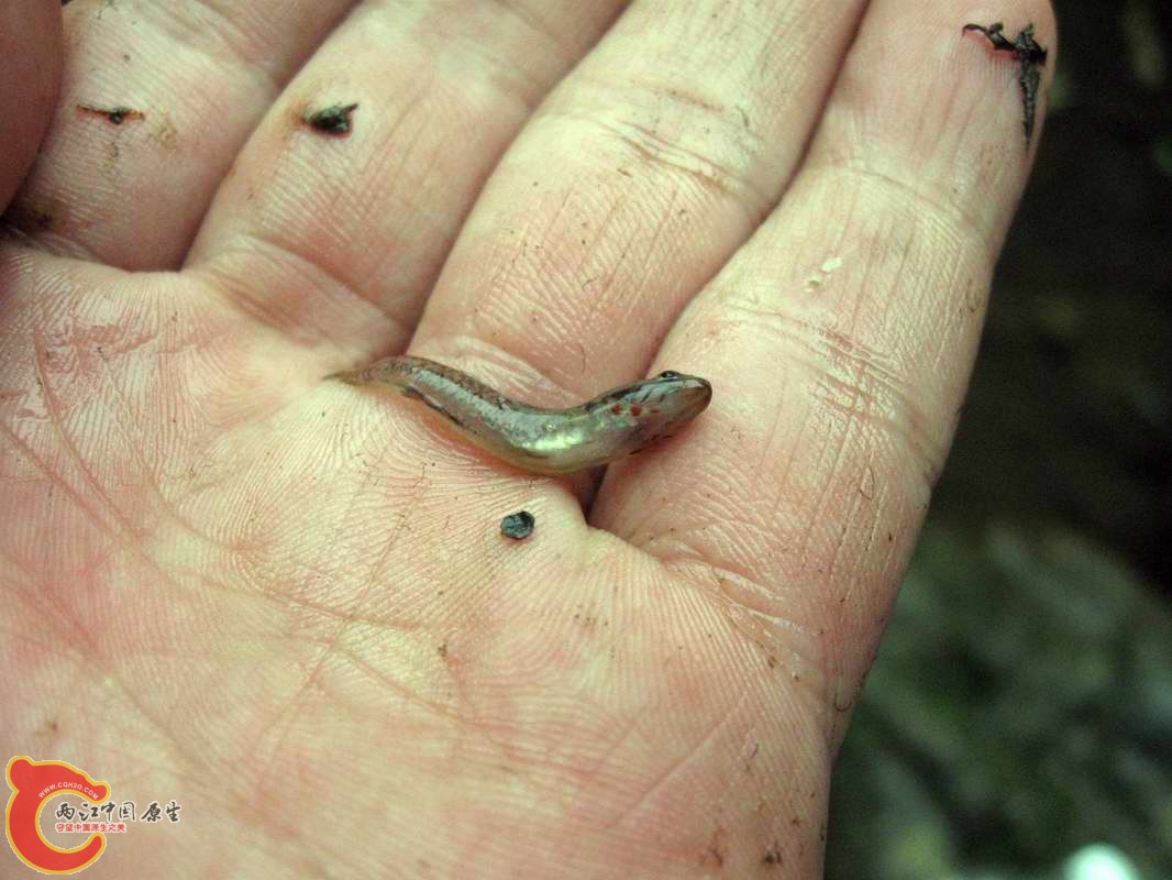 什么不多就是溪吻多~