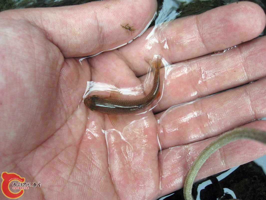 发色了的拟细鲫