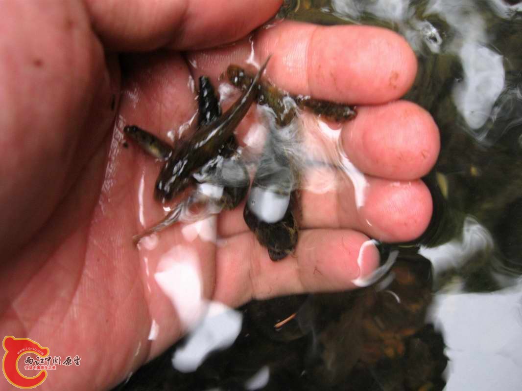 溪吻不是目标物放生了...