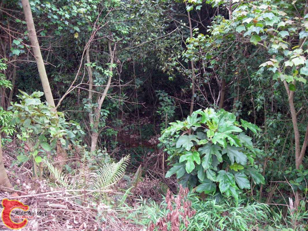 原侧扁黄幼产地今年干旱水干涸了...今天没戏了