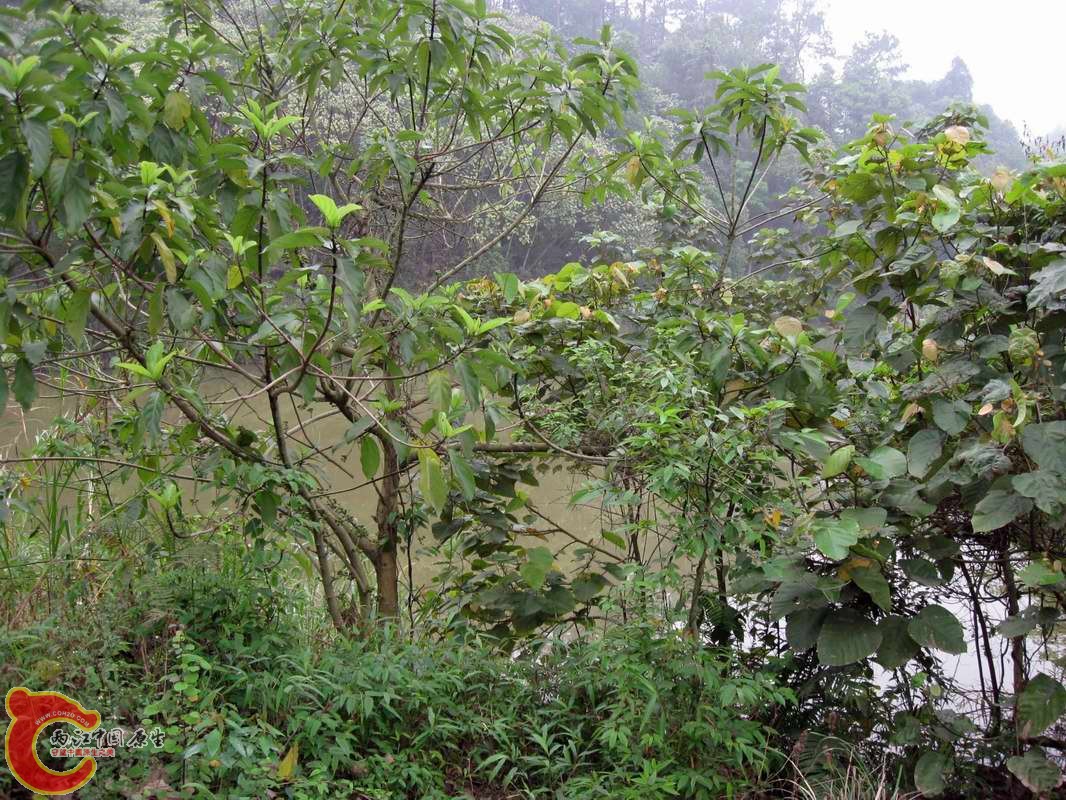 这个小溪流汇聚成积水塘有些鱼在反水没带虾笼来也没采...