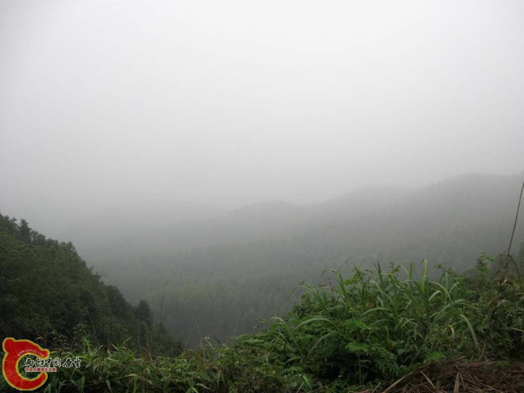 爬到林场里最高坡了放眼望去都是桉树...