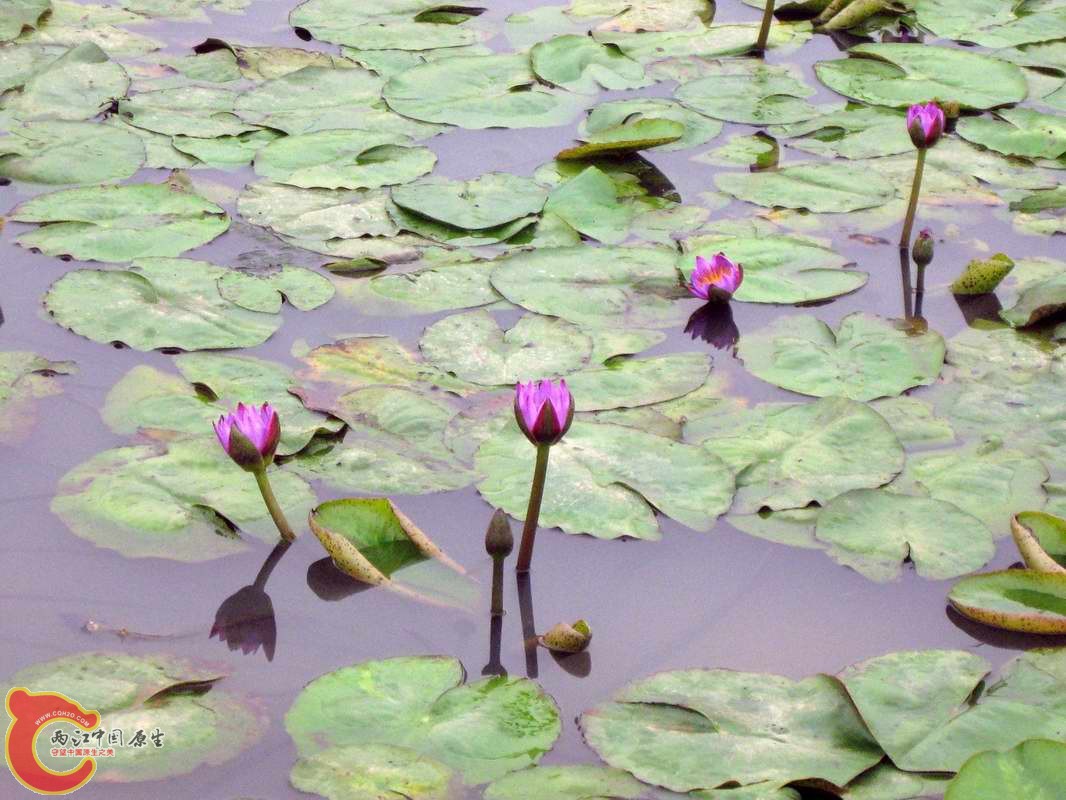 这种紫色的常见到本地花鸟市场水草行带根的只卖四块一棵