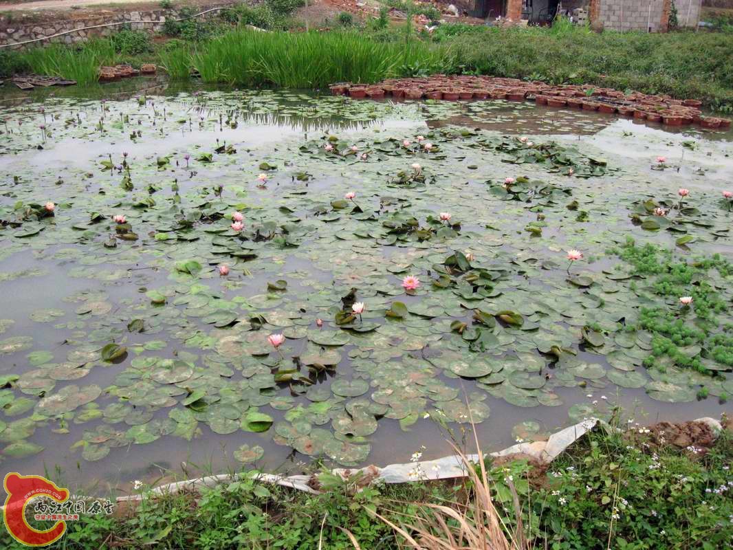 粉色的倒是头一次见,旁边还有一些叶片是羽毛状水草的水上叶