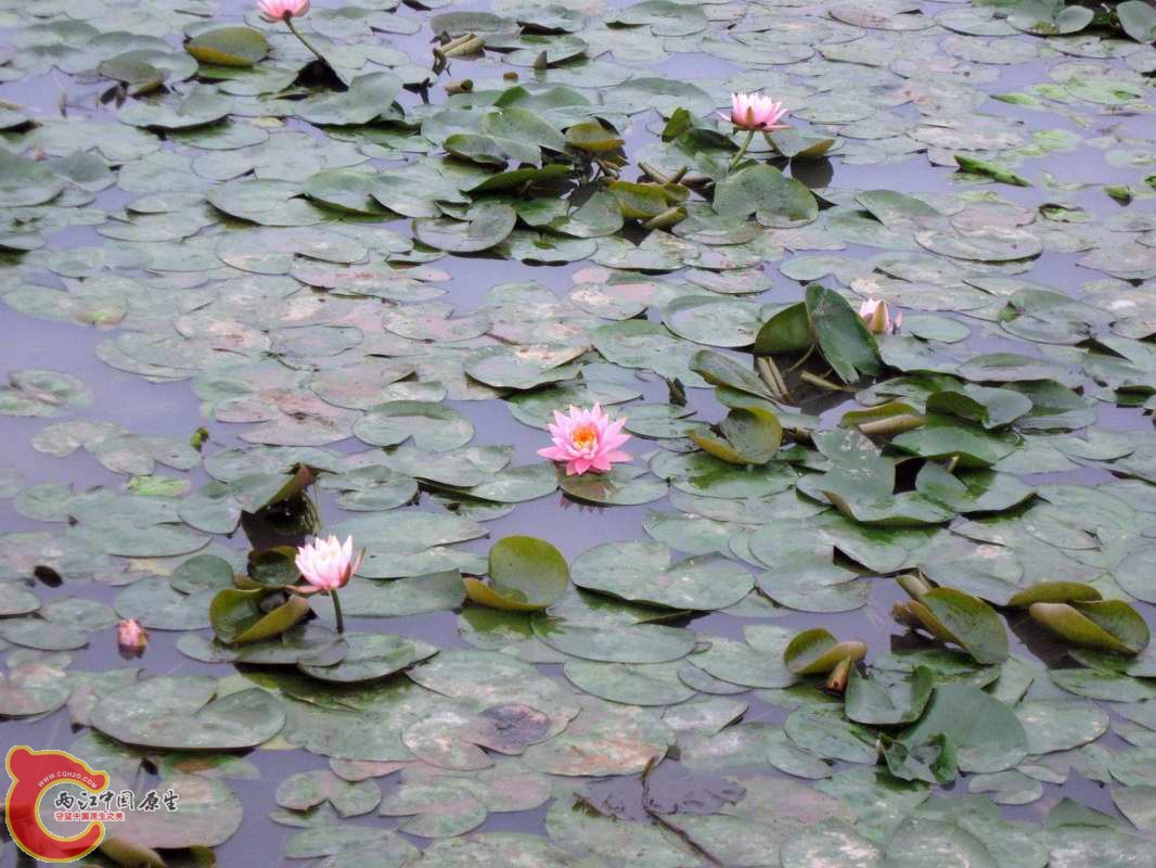 问了下主人粉色的睡莲多少一棵巨贵要二十五一棵比紫色贵得多了放弃走人...