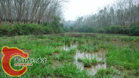 水田.jpg