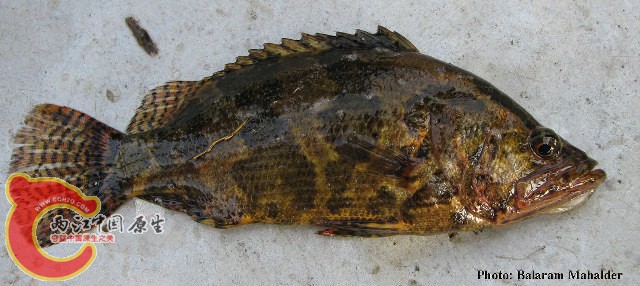 picture-nandusnandus.jpg
