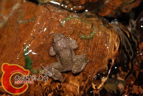 浮蛙2.jpg