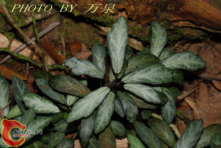 植物.jpg