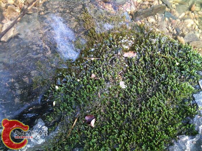 半水苔藓