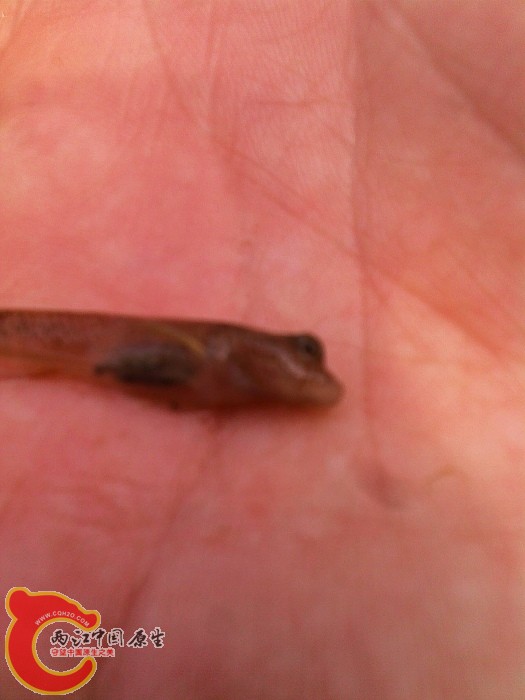 呵呵，大眼的虾虎