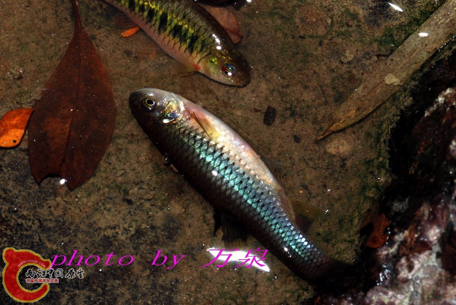 拟细鲫2.jpg