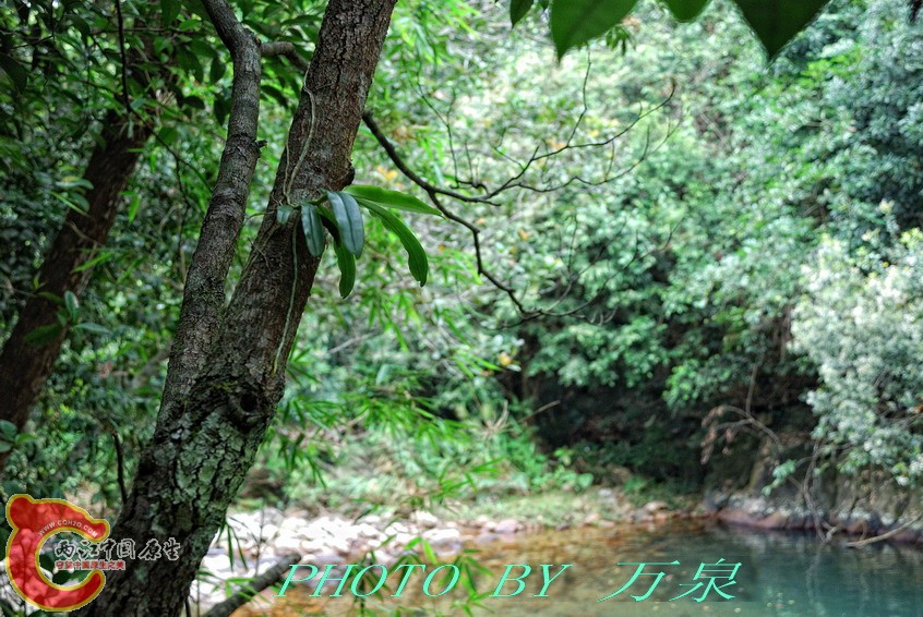 大叶寄树兰.jpg