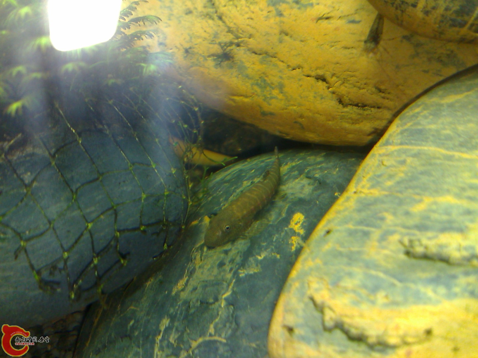 20100319677.jpg
