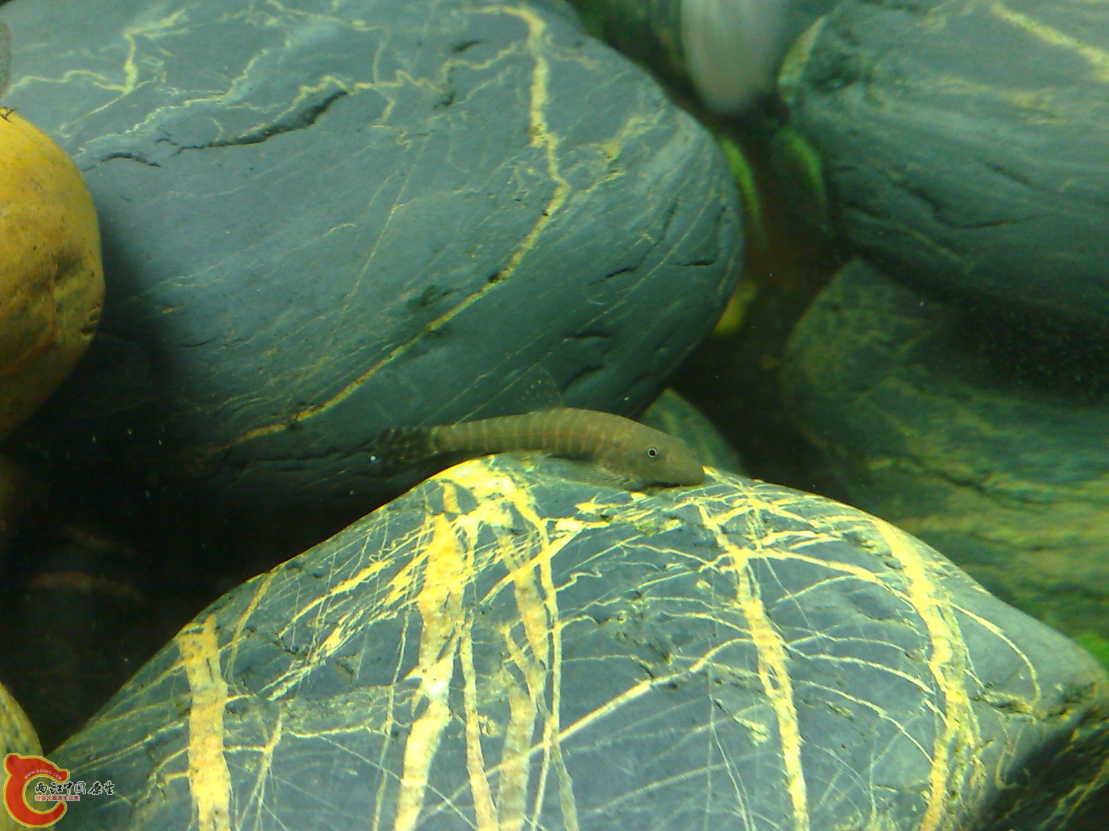 20100319683.jpg