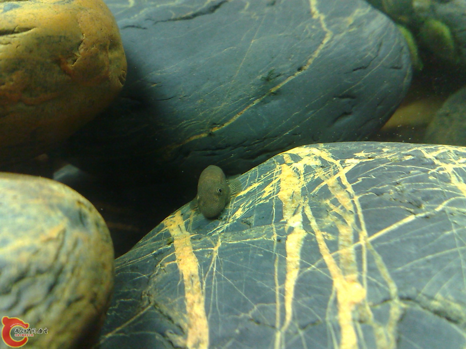 20100319681.jpg