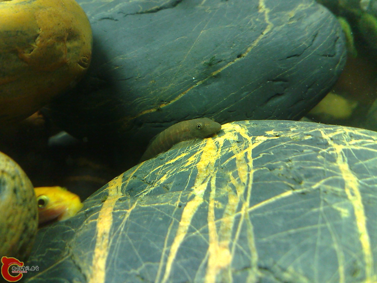 20100319682.jpg
