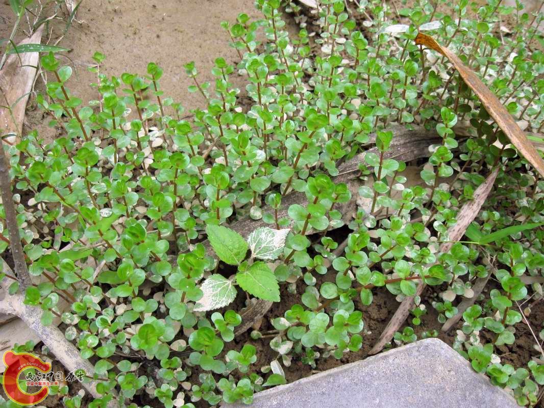 绿虎耳草水上叶?
