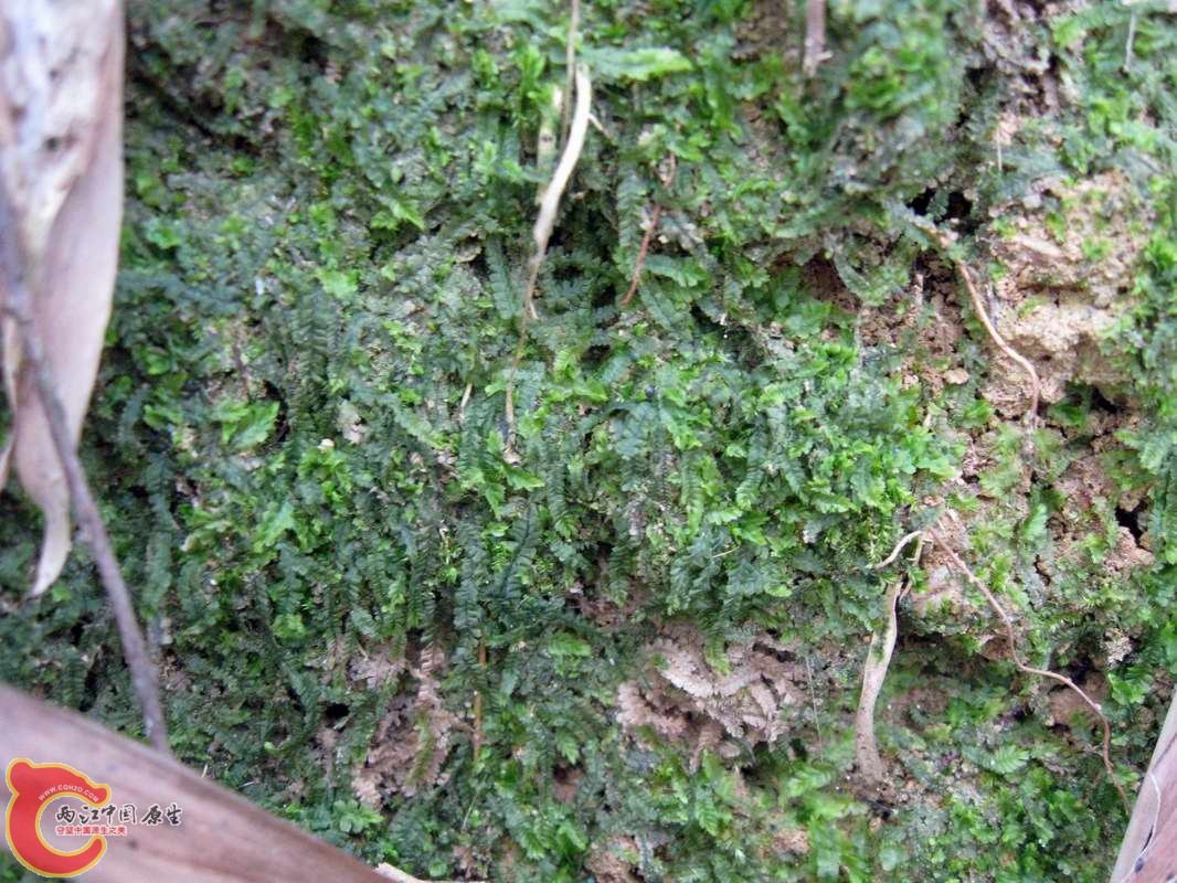 有树阴的地方就有这种MOSS~