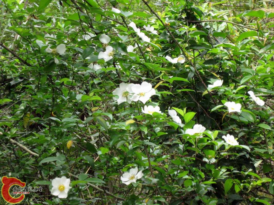植物求名