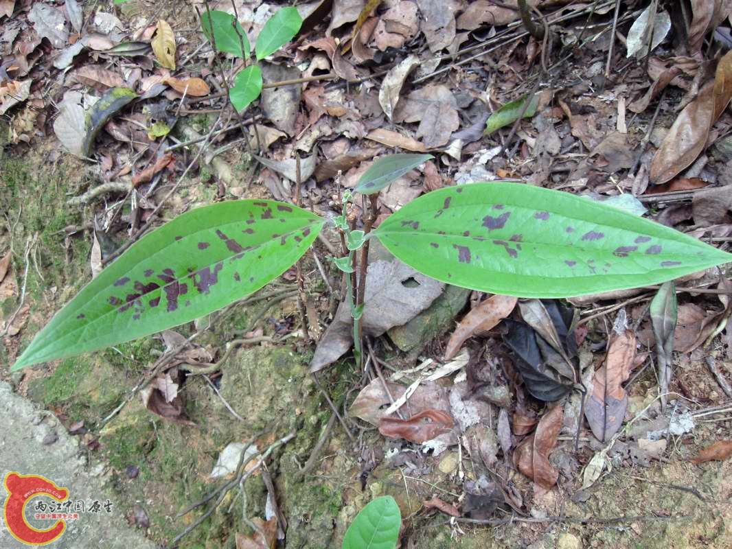 植物求名