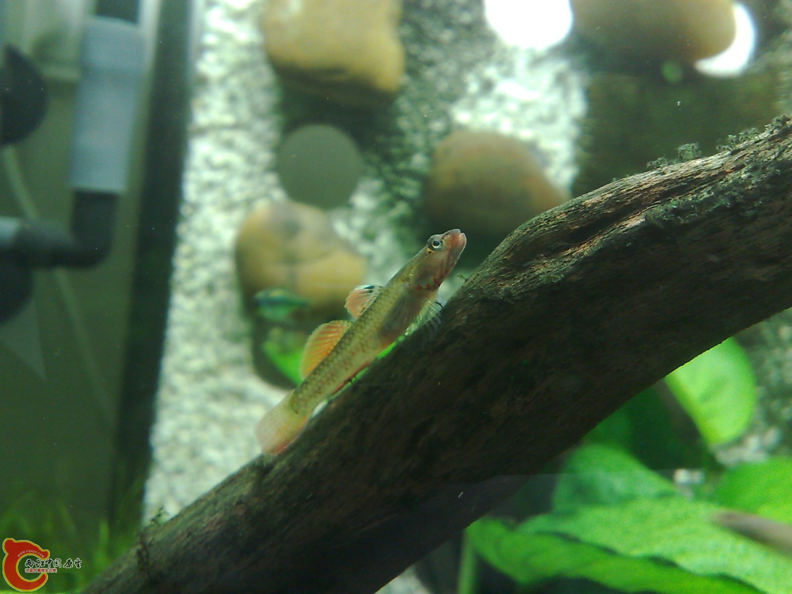 20100319675.jpg