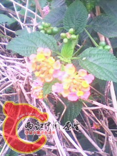 IMG0019A.jpg