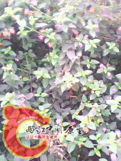 IMG0026A.jpg