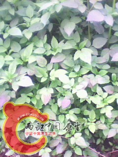 IMG0023A.jpg