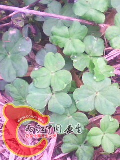 IMG0018A.jpg