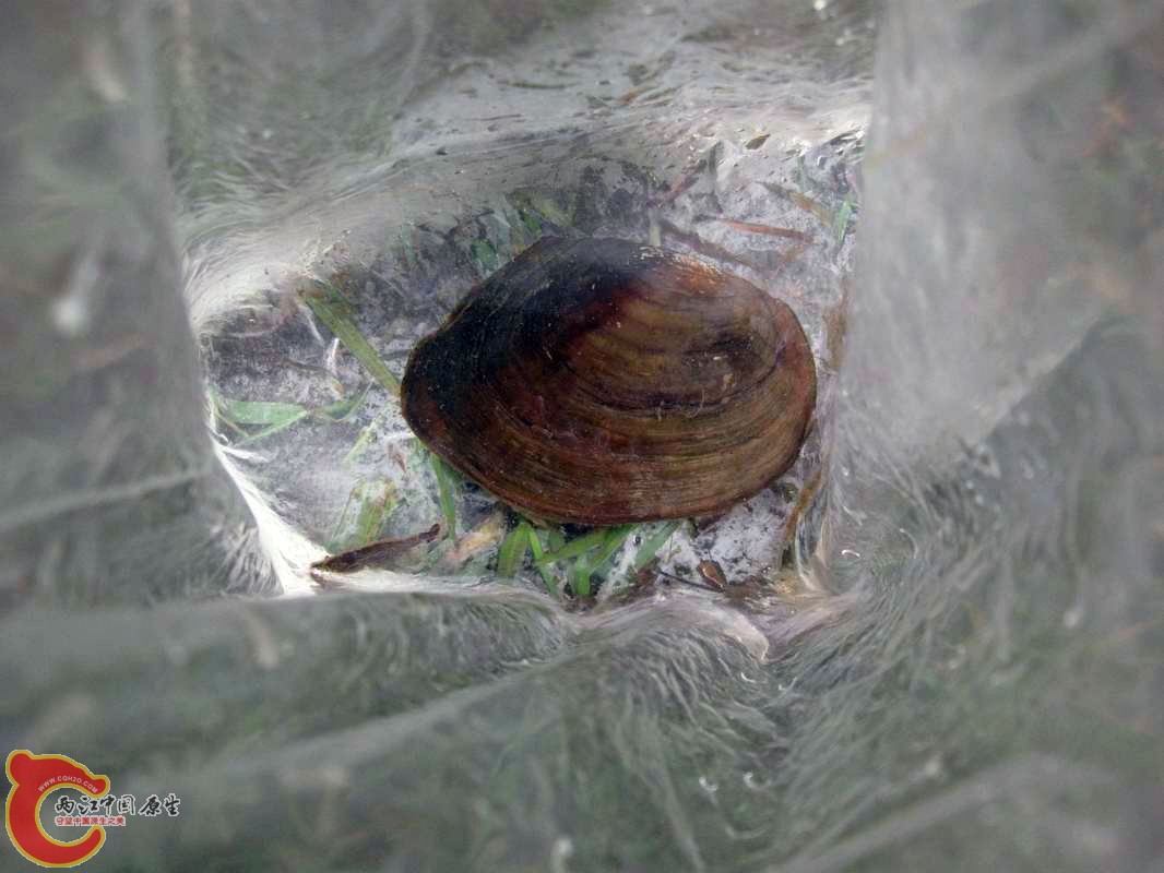 蚌