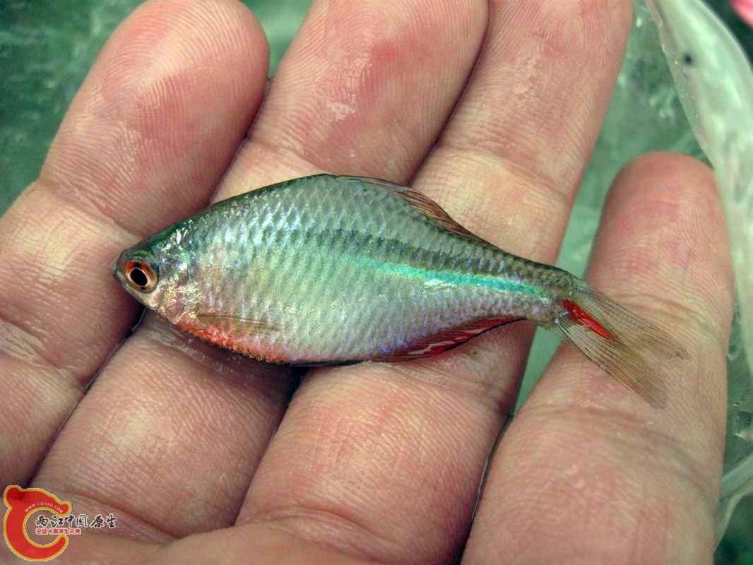 发色超靓的高体旁皮?