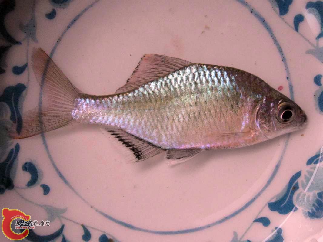 上菜了~鲜鱼一碟!