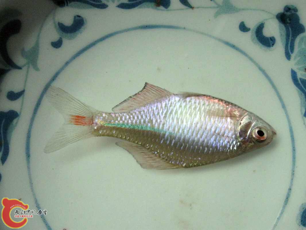 上菜了~鲜鱼一碟!