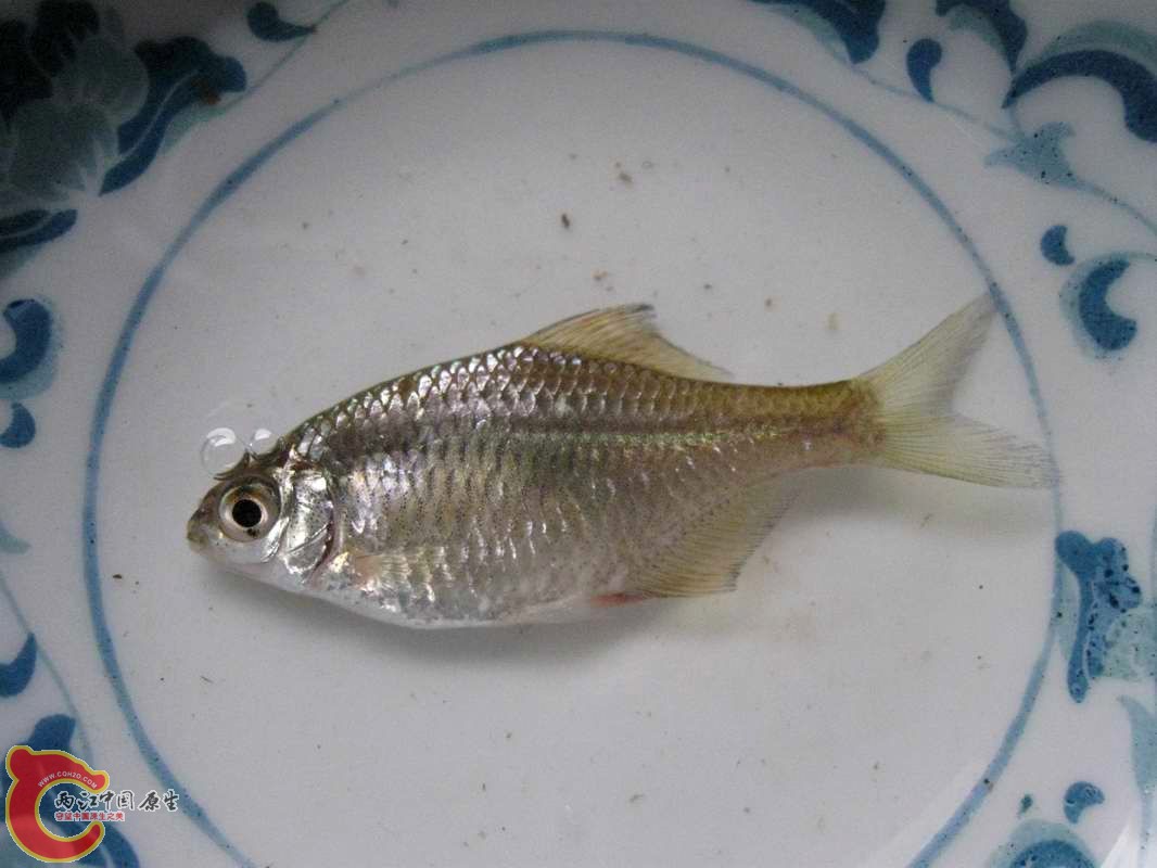 上菜了~鲜鱼一碟!