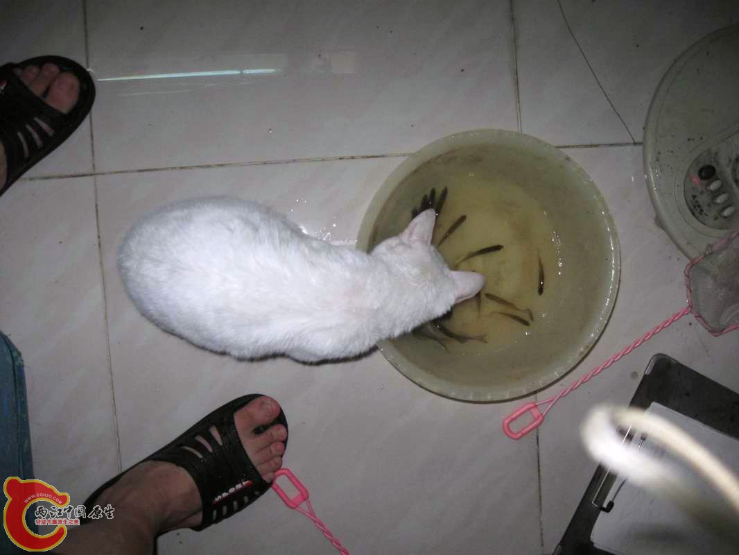 为食猫...