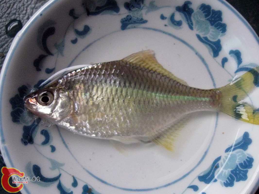 上菜了~鲜鱼一碟!