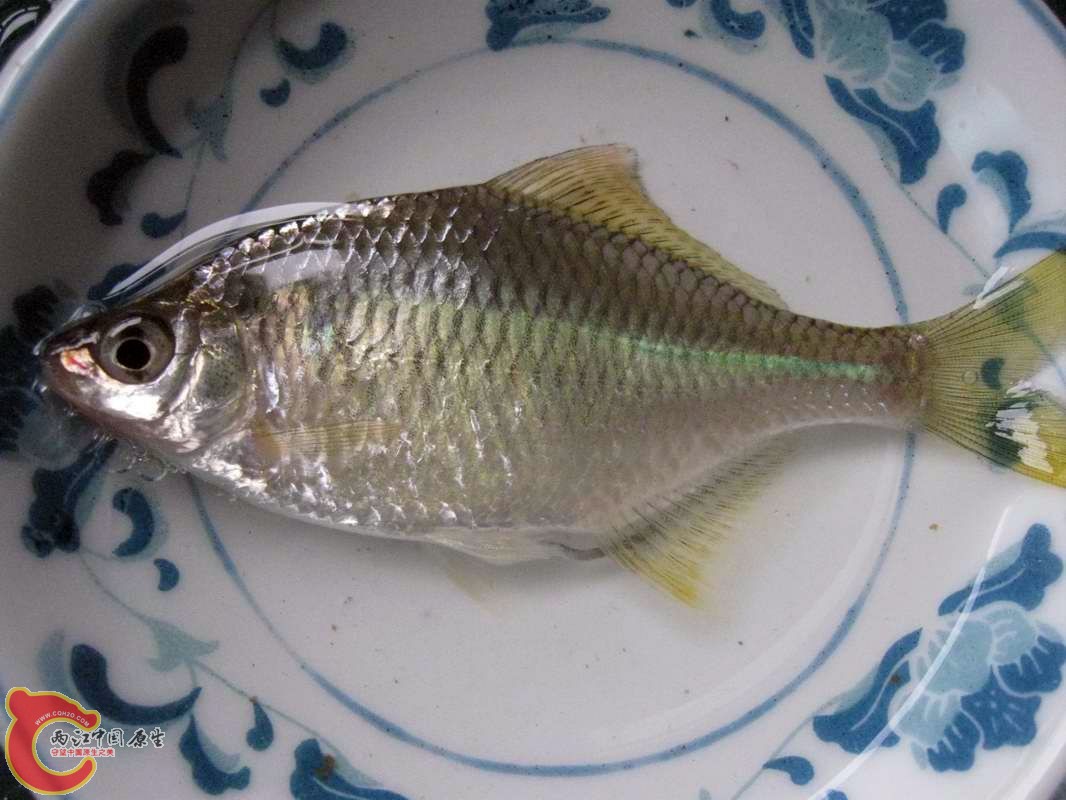 上菜了~鲜鱼一碟!