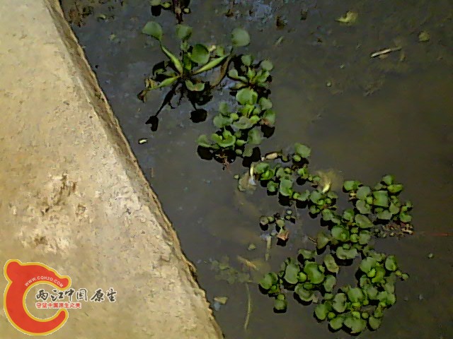 水色对比水葫芦