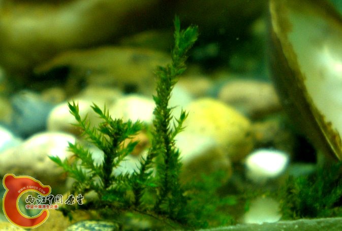 原生moss，从河边浅水里拾到的，就是平时常见的苔藓