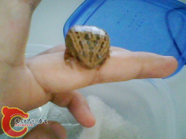 IMG0311A.JPG