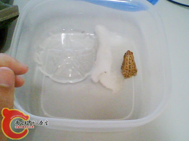 IMG0305A.JPG