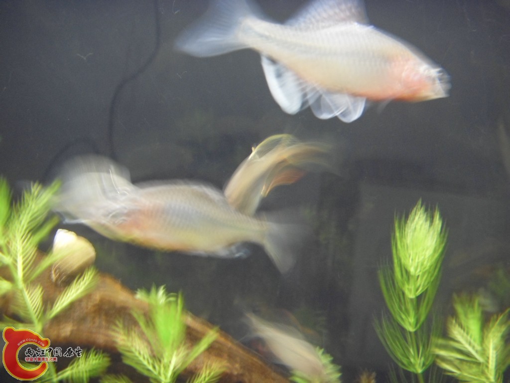 z紫薄鳅 (195).JPG