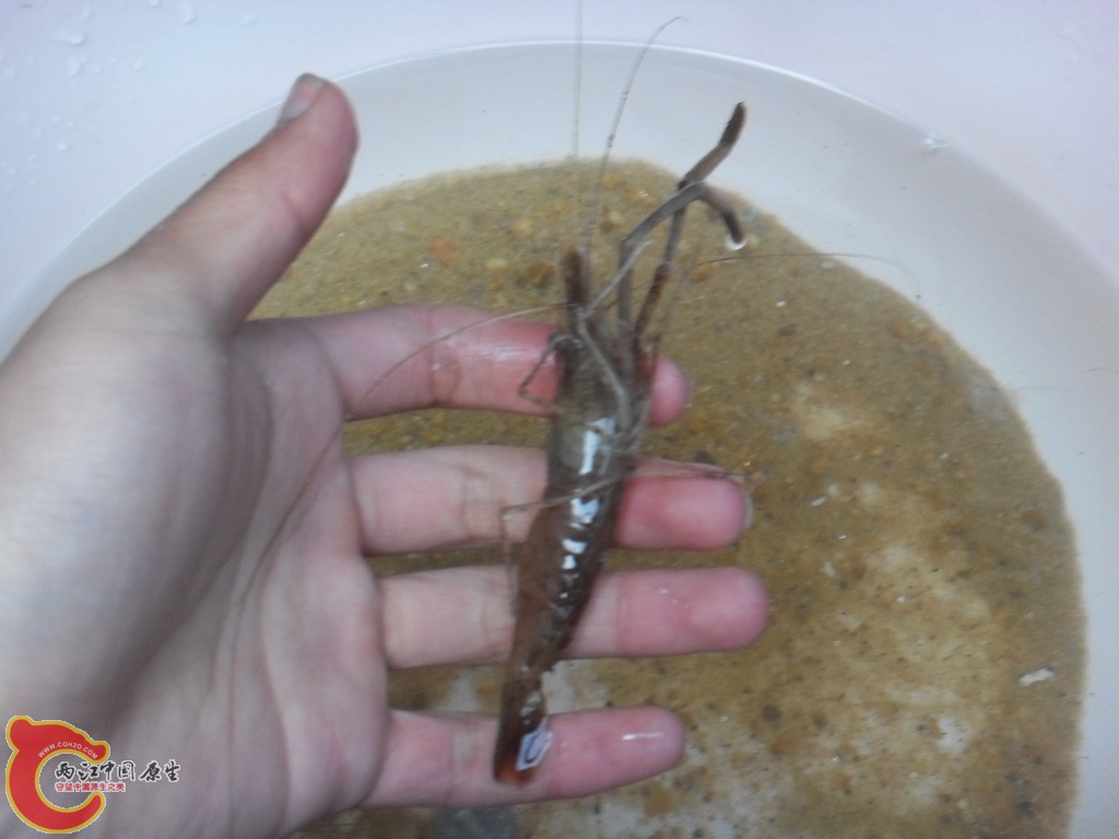 大虾.JPG