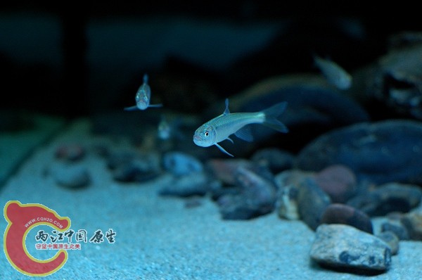 DSC_5796.jpg