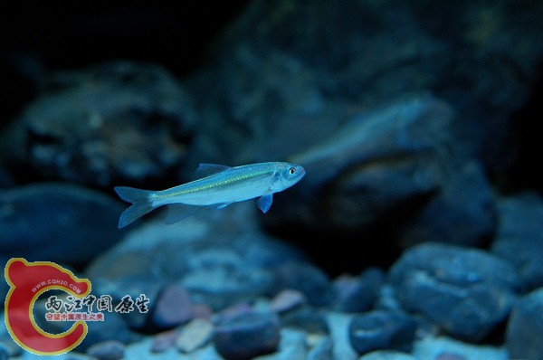 DSC_5797.jpg