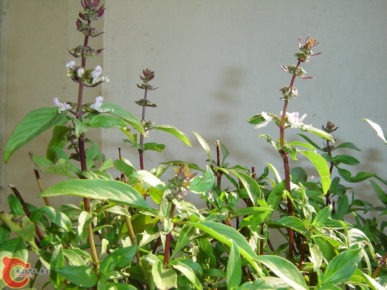 DSC02626.JPG