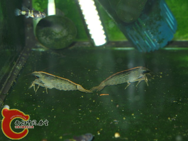 IMG_6268.JPG