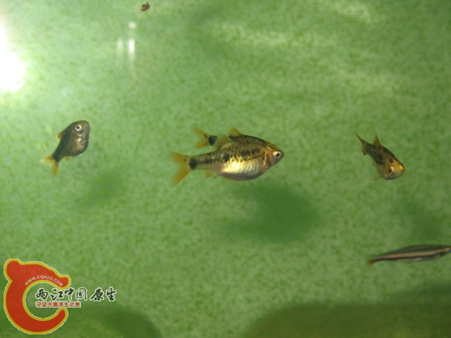 IMG_6265.JPG