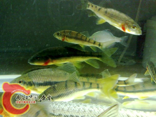 20100329860.jpg